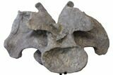 Massive, Apatosaurus Cervical Vertebra On Stand - Colorado #109178-2